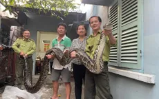 TP Hồ Chí Minh: Người dân bàn giao con trăn 63kg cho kiểm lâm