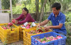 Cần minh bạch bản quyền giống thanh long