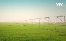 Biến sa mạc thành trang trại trồng lúa mì