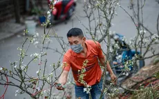 Người Hà Nội chi bạc triệu chơi hoa lê rừng sau Tết