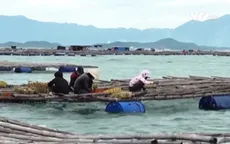 Tràn lan tình trạng nuôi hàu trái phép