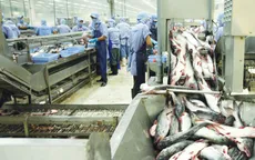 Xuất khẩu cá tra giảm mạnh