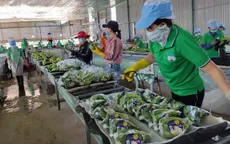 Linh hoạt các giải pháp thúc đẩy xuất khẩu hàng hóa vào Trung Quốc
