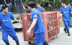 Cứu hộ 5 cá thể gấu ngựa sau hơn 20 năm bị nuôi nhốt ở Hà Nội