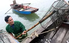 Làm rõ nguyên nhân ngao, hàu chết hàng loạt tại một số địa phương ở Hà Tĩnh