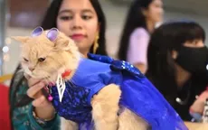 Độc đáo lễ hội mèo tại Bangladesh