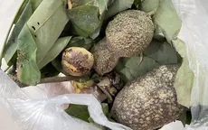 Người đàn ông nguy kịch do ăn nhầm quả dây thuốc cá