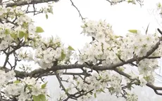 Mùa hoa lê thơ mộng ở Tuyên Quang