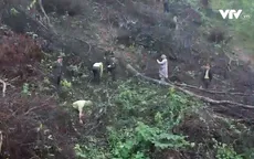 Quảng Bình làm rõ trách nhiệm vụ phá rừng nghiêm trọng