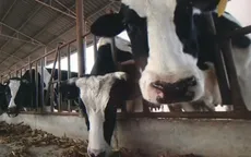 Trung Quốc nhân bản thành công ba "siêu bò sữa"