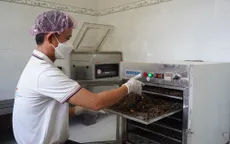 Hiệu quả kinh tế cao từ nuôi dế thương phẩm