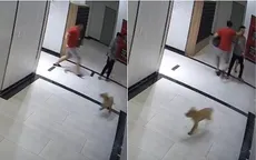 TP Hồ Chí Minh: Khẩn trương xử lý nghiêm vụ chủ chó đánh người
