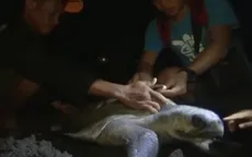 "Thợ săn" rùa biển Phillippines trở thành nhân viên bảo tồn