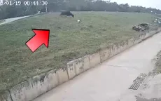 "Trâu điên" húc văng cô gái đi đường xuống bờ đê, bị vỡ gan