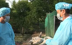 Cần Thơ đẩy nhanh tiêm vaccine cúm gia cầm