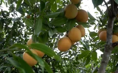 Độc đáo thanh trà to, ngọt như xoài cát của lão nông miền Tây