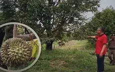 Huy động cảnh sát bảo vệ sầu riêng tại Thái Lan