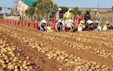Tham gia sản xuất khoai tây bền vững, nông dân thu lãi cả trăm triệu đồng