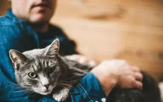 Chó mèo có thể truyền vi khuẩn kháng thuốc cho chủ