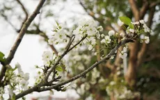 Những ngày tốt của tháng 2 nhuận Âm lịch 2023