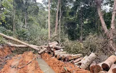 Khởi tố vụ phá rừng ở Khánh Hòa