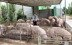 Giá lợn hơi thấp, người chăn nuôi lỗ nặng