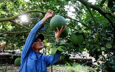 Địa phương chủ động cấp mã số vùng trồng, cơ sở đóng gói