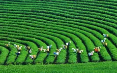 Nữ doanh nhân Việt Nam và chiến lược tăng trưởng xanh