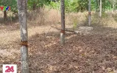 Truy tìm thủ phạm đầu độc nhiều cây gỗ quý tại Khu bảo tồn Bình Châu - Phước Bửu