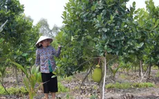 Quyết tâm bảo vệ vườn cây ăn trái trong mùa khô