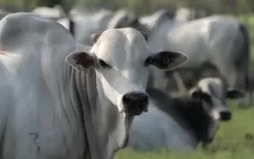 Một số quốc gia tạm ngừng nhập thịt bò của Brazil