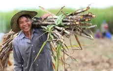 Nông dân phấn khởi đón mùa “mía ngọt”