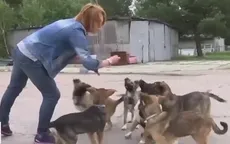 Chó ở Chernobyl có khác biệt di truyền
