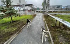 Bí ẩn về đàn chó hoang sinh tồn sau thảm họa hạt nhân Chernobyl