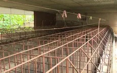 Giá heo giảm kèm lo ngại dịch khiến nhiều người chăn nuôi chưa dám tái đàn