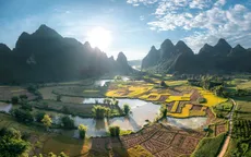 Ngỡ ngàng vẻ đẹp mùa lúa chín tại Trùng Khánh, Cao Bằng