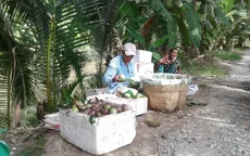 Vú sữa chưa thu hoạch đã bán xong