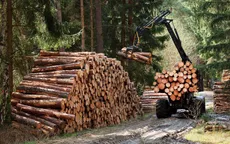 Thị trường châu Âu giảm nhu cầu gỗ xây dựng và nội thất