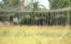 Vì sao khó ngăn chặn nạn tận diệt chim trời?