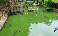 Cá sấu xổng chuồng ở Kiên Giang: Đề xuất thanh lý cả đàn