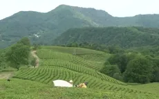 Nghị viện châu Âu đề xuất cắt giảm thuốc trừ sâu
