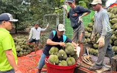 Sầu riêng được mùa, được giá, nông dân lãi tiền tỷ mỗi hecta