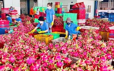 Nguyên nhân khiến thanh long Việt “đi lùi”?