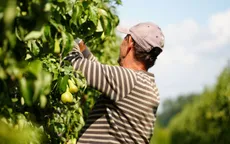 Bỉ trở thành nước xuất khẩu lê đứng đầu châu Âu