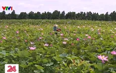 Mùa thu hoạch sen về trên vùng Tháp Mười