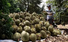 Liên kết tiêu thụ sầu riêng còn lỏng lẻo