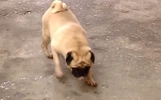 Hà Nội: Tái diễn cảnh chó thả rông tại công viên, đường phố