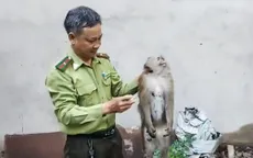 Bắn gây mê 2 con khỉ “đại náo” khu dân cư ở TP Hồ Chí Minh