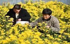 Cải thiện cuộc sống vùng nông thôn Trung Quốc