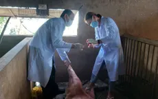 Một xã ở Tiền Giang công bố dịch tả lợn châu Phi